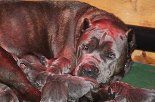 old world cane corso